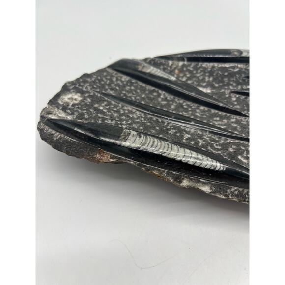 Fossils Orthoceras (???) Plate Plague SQUID, Home Decor 7" x 11"  READ - Picture 5 of 13